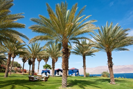 Beautiful Tropical exotic  Palm trees in a tropical vacation resort
