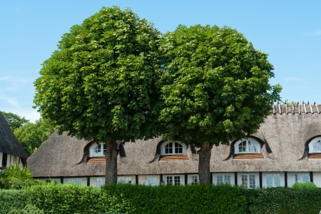Two beautiful lush green oak trees in front of a country style houseの写真素材