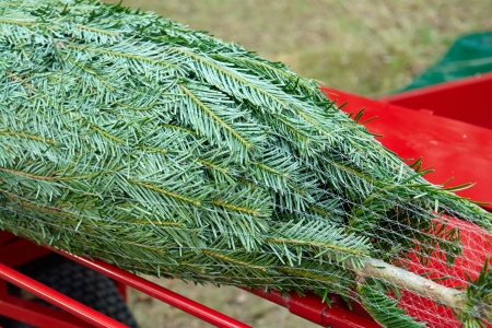  Packed  spruce pine Christmas tree packed for shipping                       の写真素材