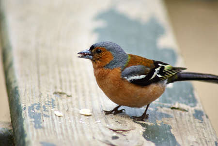 Sparrow bird standing on a wooden tableの写真素材