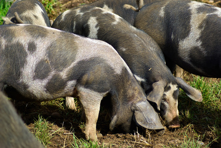 Free range pigs grazing in an organic ecological farmの写真素材
