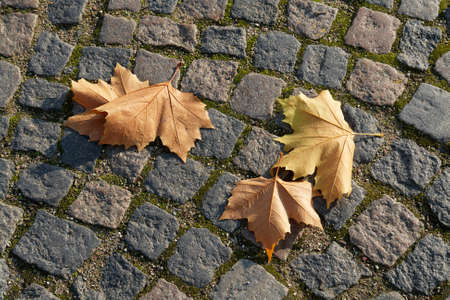 Autumn winter leaves falling on a ground in the cityの写真素材