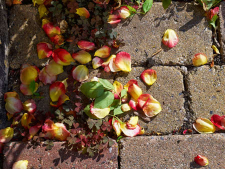 Rose petal leaves on the ground at the fall autumnの写真素材