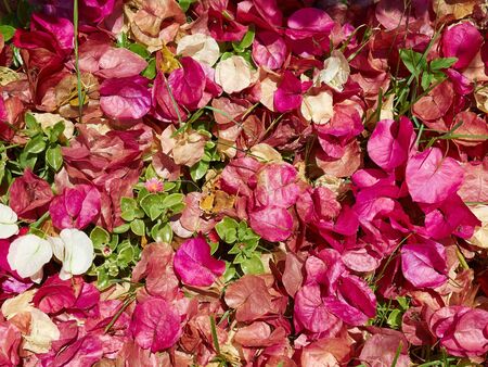 Blooming Bougainvillea Paper flower great gardening floral background imageの写真素材
