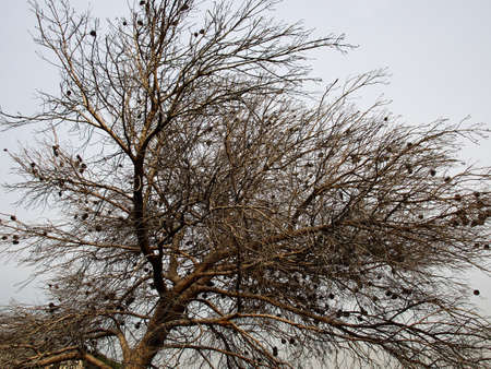 Burned down pine tree after wild fire in an urban area