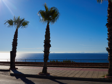 Palm tree by the Mediterranean Sea coast beach with clear blue water Costa Blanca Spainの写真素材