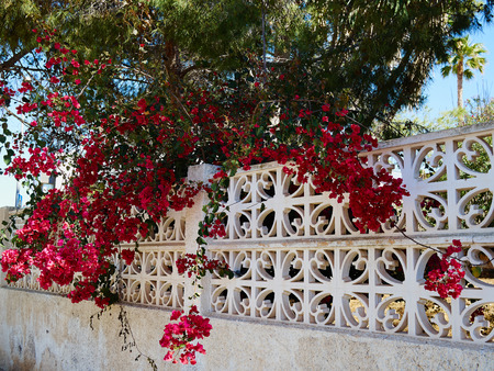 Blooming Bougainvillea Paper flower Alicante Costa Blanca Spainの写真素材