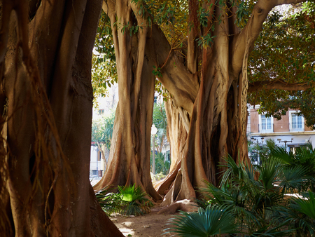 Big beautiful lush green old Ficus trees in a city park Alicante Costa Blanca Spainの写真素材