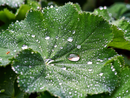Macro view of large beautiful drops of rain water morning dew on a green leaves nature background...