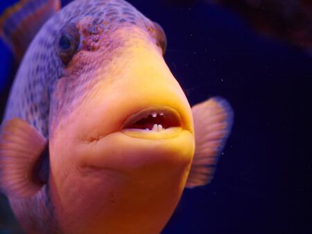 Closeup of a Titan Trigger fish with corals background in the Mariane Nature National Reserve Park...