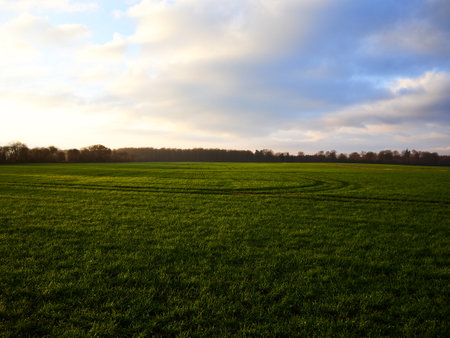 Green field, trees and blue sky with clouds above perfect nature agriculture background