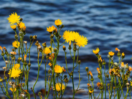 Beautiful yellow wild flowers with the sea ocean in the background and space for text and graphicsの写真素材