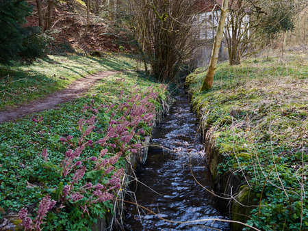 Small beautiful brook stream river in a green lush forest nature backgroundの写真素材