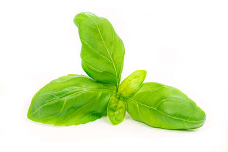 Basil leaves, isolated on whiteの写真素材