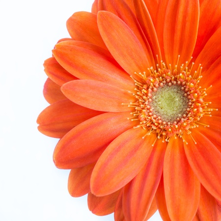 Gerber Flower  Orange gerbera flower close up photo  の写真素材