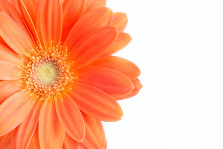 Gerber Flower  Orange gerbera flower close up photo  の写真素材