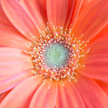 Gerber Flower  Orange gerbera flower close up photo  の写真素材