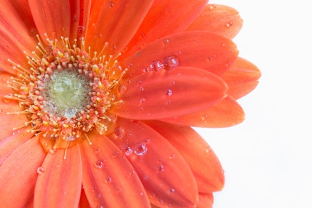 Gerber Flower  Orange gerbera flower close up photo  の写真素材