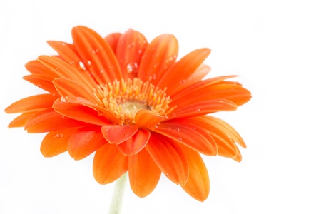 Gerber Flower  Orange gerbera flower close up photo  の写真素材