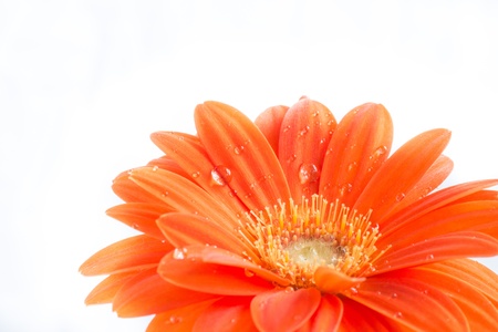Gerber Flower  Orange gerbera flower close up photo  の写真素材