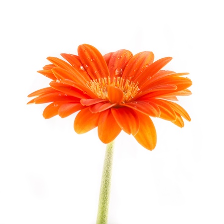 Gerber Flower  Orange gerbera flower close up photo  の写真素材