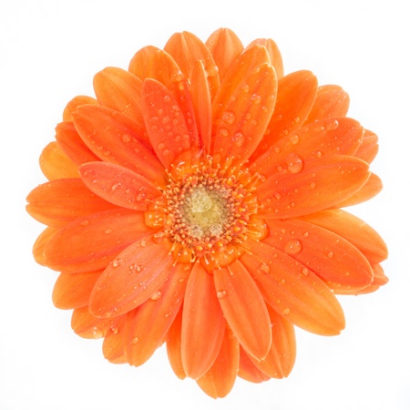 Gerber Flower  Orange gerbera flower close up photo  の写真素材