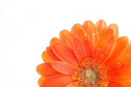 Gerber Flower  Orange gerbera flower close up photo  の写真素材