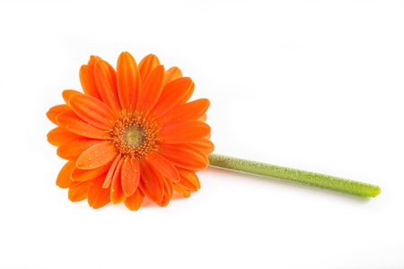 Gerber Flower  Orange gerbera flower close up photo  の写真素材