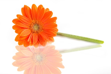 Gerber Flower  Orange gerbera flower close up photo  の写真素材