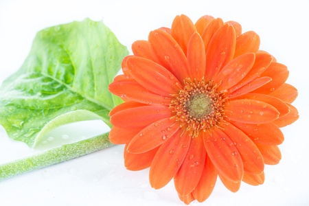 Gerber Flower  Orange gerbera flower close up photo  の写真素材