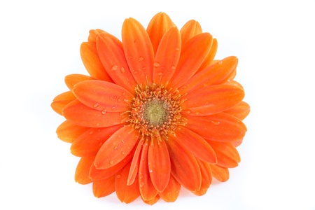Gerber Flower  Orange gerbera flower close up photo  の写真素材