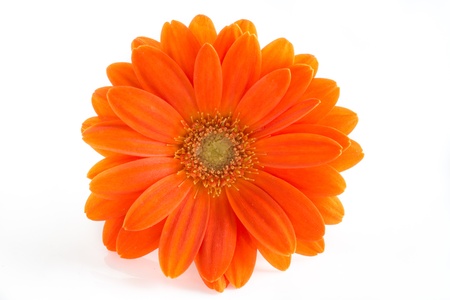 Gerber Flower  Orange gerbera flower close up photo  の写真素材