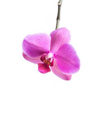 Orchid flowerの写真素材