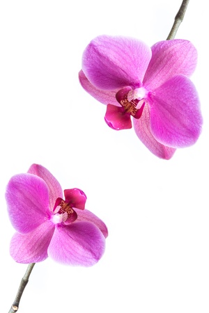Orchid flowerの写真素材