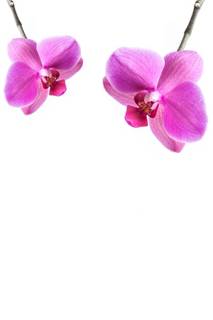 Orchid flowerの写真素材
