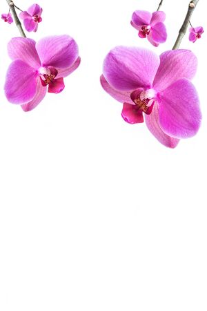 Orchid flowerの写真素材