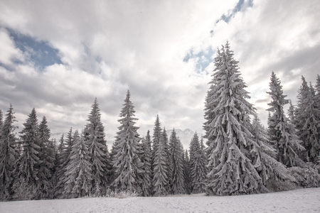 Beautiful winter forest with trees covered in snowの写真素材