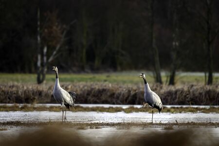 Common crane (Grus grus) in the wild. Early morning on swamp erens.の写真素材