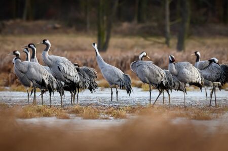 Common crane (Grus grus) in the wild. Early morning on swamp erens.の写真素材