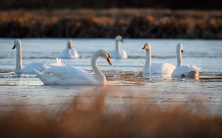 Whooper swan in natural habitat. Early morning on swamp erens.