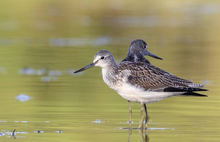 Common Greenshank (Tringa nebularia) in the wild.の写真素材