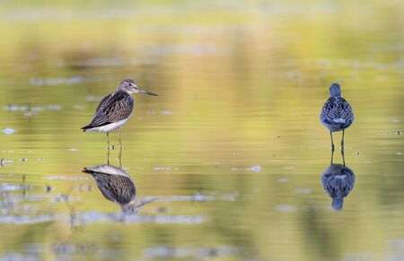 Common Greenshank (Tringa nebularia) in the wild.の写真素材
