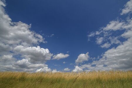 Cereal and field against the sky and cloudsの写真素材