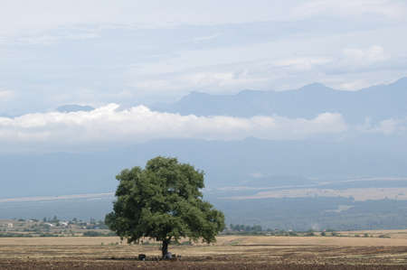 village life tree of life beautiful scenery