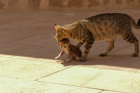 The cat in the mouth carries her newborn kittenの写真素材