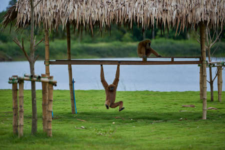 The holy place of the buddha in Thailand where wild monkeys liveの写真素材