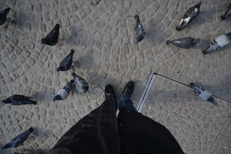 Hungry pigeons feeding from handsの写真素材