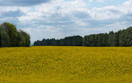 canola field beautiful panorama beautiful