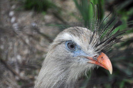 Rare beautiful bird Red Book animal on the verge of extinction