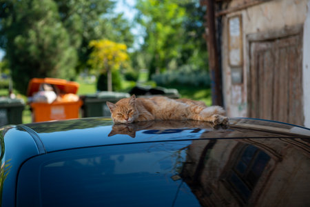 Baku Summer The cat is lying on the roof of the car and resting, for sure the air conditioner was working in the carの写真素材